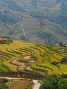 台地的稻田采用北方的越南