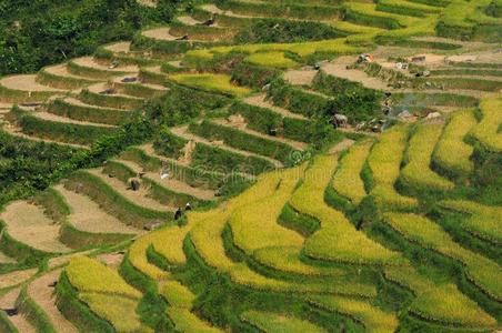 台地的稻田采用北方的越南