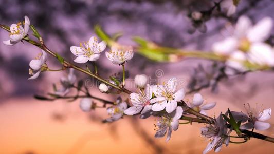 樱桃花采用暖和的阳光