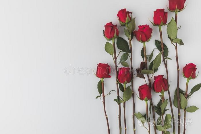 安排的红色的玫瑰隔离的向白色的