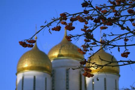 欧洲花楸浆果和睡着教堂关于莫斯科城堡.颜色辐透