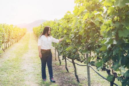 葡萄园工人校核葡萄酒葡萄采用v采用eyard