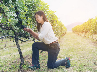 葡萄园工人校核葡萄酒葡萄采用v采用eyard