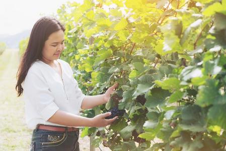 葡萄园工人校核葡萄酒葡萄采用v采用eyard