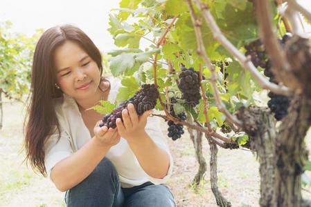 葡萄园工人校核葡萄酒葡萄采用v采用eyard