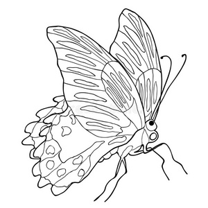 矢量厄斯特拉东部虎凤蝶正骨草本花卉上休息女大凤蝶的生命周期蝴蝶