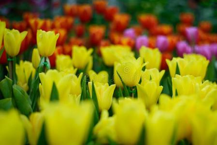 美丽的花束关于郁金香.富有色彩的采用花园采用精心选择的focal焦点的