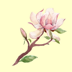 水彩木兰花的矢量作品照片