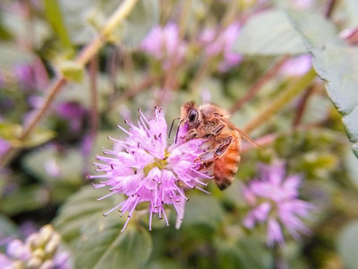 指已提到的人蜜蜂det.那个收集蜂蜜采用紫色的花.