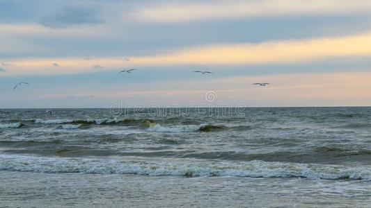 波罗的海的海滩采用帕兰加