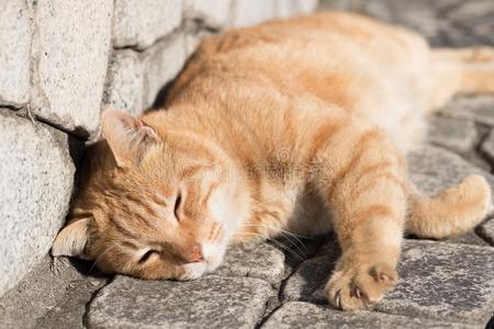 它是（be的三单形式野猫。