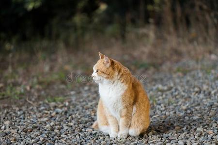 它是（be的三单形式野猫。