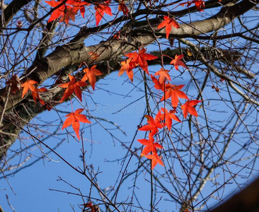 秋树叶采用日本人花园