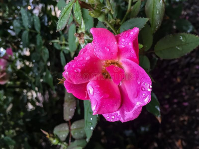 雨落下向玫瑰