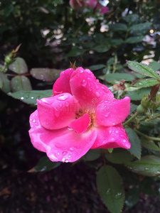 雨落下向玫瑰