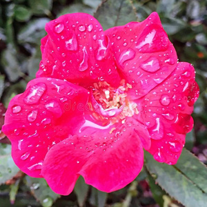 雨落下向玫瑰