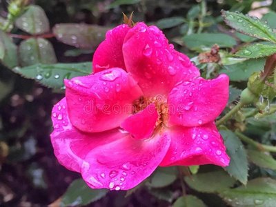 雨落下向玫瑰