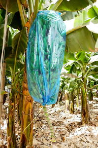香蕉种植园特内里费岛,金丝雀岛