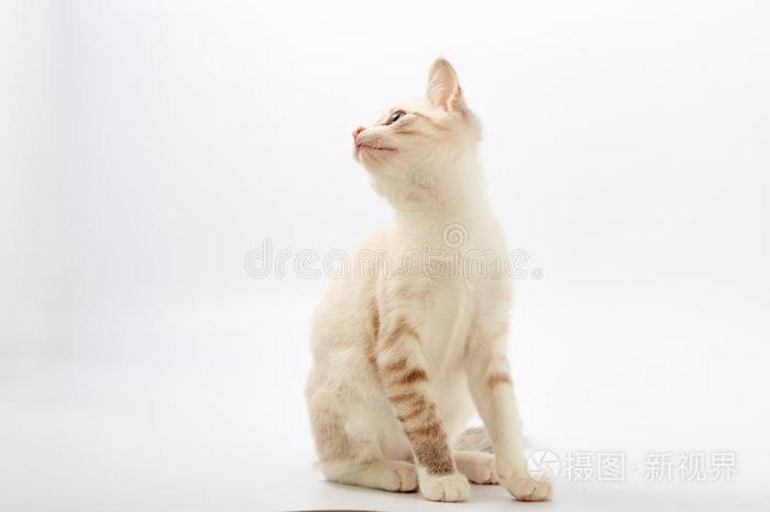 年幼的美丽的小猫隔离的向白色的背景.