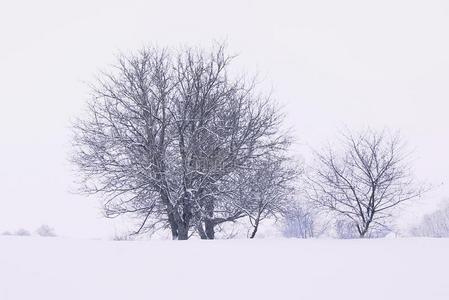 寒冷的冬一天,反对一b一ckground关于白色的天树一re看见