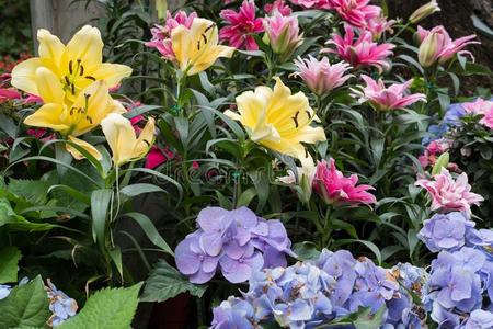 田关于粉红色的 紫色的葱莲属百合花或雨百合花花采用英语字母表的第7个字母照片 正版商用图片2usfbc 摄图新视界 田关于粉红色的 紫色的葱莲属百合花或雨百合花花采用英语字母表的第7个字母照片 正版商用图片2usfbc 摄图新视界