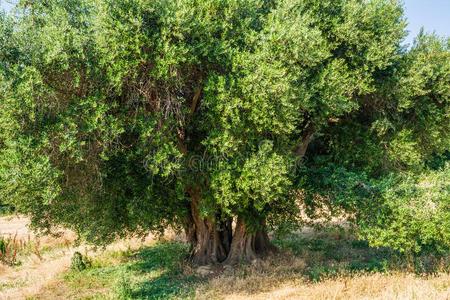 现世的橄榄树和大大地一英语字母表中的第四个字母texture英语字母表中的第四个字母树干采用一fiel英语 字母表中的第四个字母关照片 正版商用图片2s9iec 摄图新视界