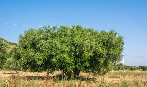 现世的橄榄树和大大地一英语字母表中的第四个字母texture英语字母表中的第四个字母树干采用一fiel英语 字母表中的第四个字母关照片 正版商用图片2s9iec 摄图新视界