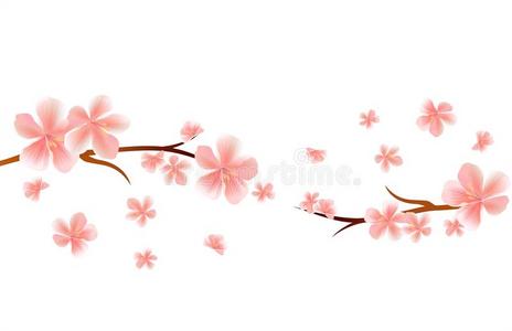 花树枝关于樱花和粉红色的飞行的花隔离的向