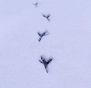 小路关于鸟采用指已提到的人雪.背景,观念.