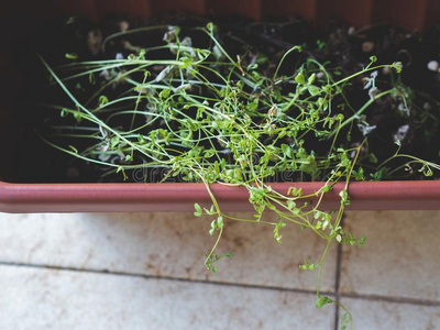 生长的芽采用家花园