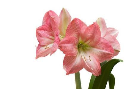 盛开的粉红色的石蒜科孤挺花属植物