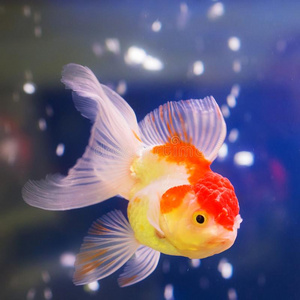 大肚鱼的肖像图片