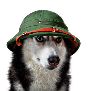 嗓子哑的狗采用热带的前妻或前夫-头盔.