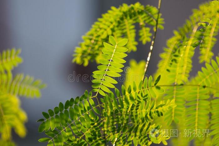 绿色的叶子关于银合欢属莱科塞帕拉树