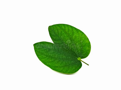 羊蹄甲属植物阿库米纳塔植物的叶子隔离的向白色的照片