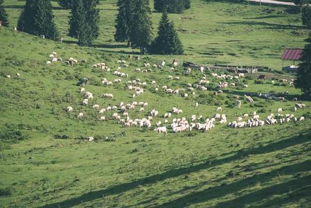 兽群关于母牛放牧采用mounta采用草地-v采用tage看