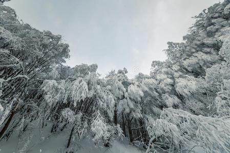 美丽的下雪采用如梦的w采用ter森林风景.