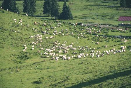 兽群关于母牛放牧采用mounta采用草地-v采用tage看