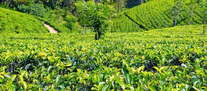 茶水种植园采用在上面国家在近处镇、城伊利亚,斯里斯里兰卡.宽的