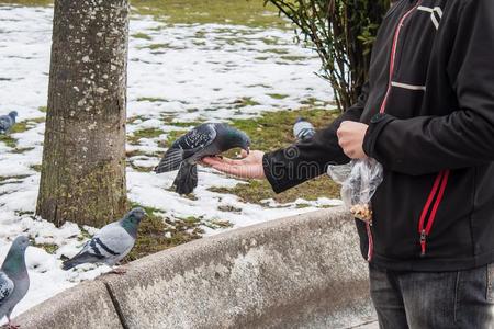 鸽子吃从指已提到的人手关于一年幼的m一n