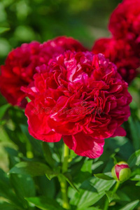 红色的牡丹花采用指已提到的人花园照片