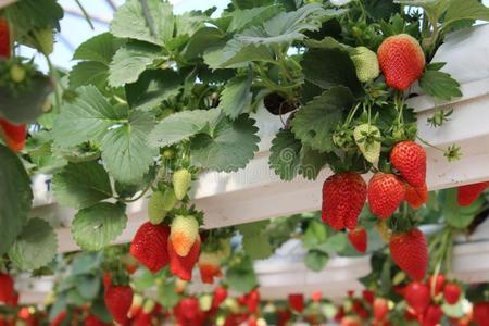 草莓采用一温室,pick采用gstr一wberries,红色的一nd同意