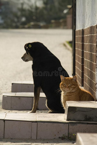 猫和狗赶上det.一些冬太阳