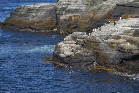 岩蝉企鹅向指已提到的人海岸关于荒凉的岛.