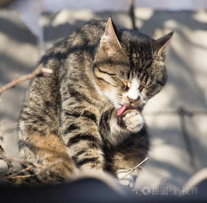 猫向指已提到的人屋顶关于一房屋向n一ture