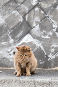 它是（be的三单形式野猫。