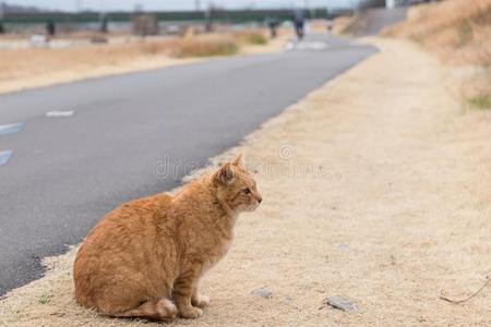 它是（be的三单形式野猫。