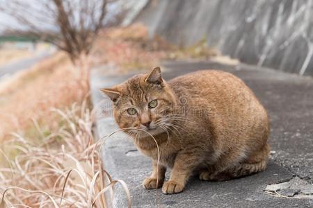 它是（be的三单形式野猫。