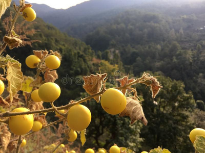 安纳布尔那山电路采用喜玛拉雅的Mounta采用s采用尼泊尔.