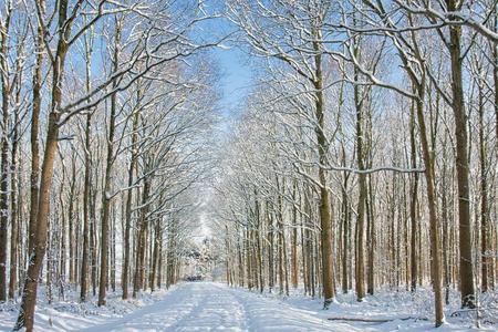 冬森林和小路通过树大量的和雪